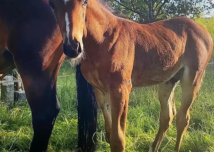 Schlader * زيل أم موس